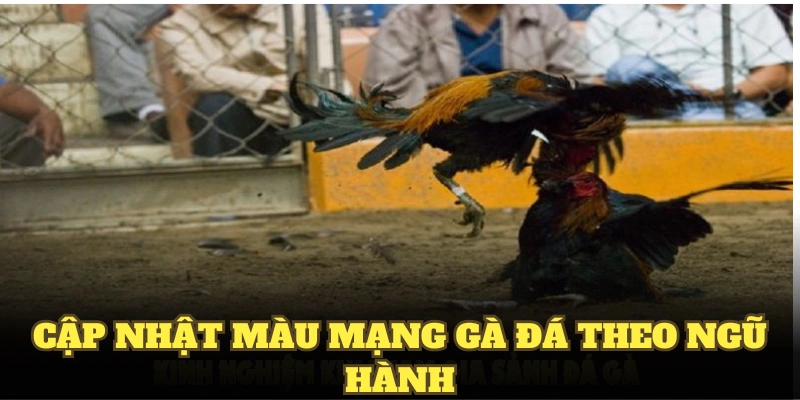 Cập nhật màu mạng gà đá theo ngũ hành